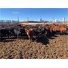 Image 2 : Mile West - 785# Heifers - 73 Head (Scandia, AB)