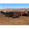 Image 5 : Mile West - 785# Heifers - 73 Head (Scandia, AB)
