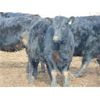 Image 2 : CR Cattle Co. - 720# Heifers - 70 Head (Patricia, AB)