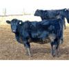Image 6 : CR Cattle Co. - 720# Heifers - 70 Head (Patricia, AB)