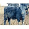 Image 7 : CR Cattle Co. - 720# Heifers - 70 Head (Patricia, AB)