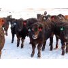 Image 5 : Little Rainbow Ranch - 765# Steers - 160 Head (Moosomin, SK)