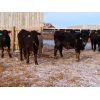 Image 7 : Little Rainbow Ranch - 765# Steers - 160 Head (Moosomin, SK)