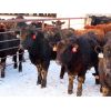 Image 8 : Little Rainbow Ranch - 765# Steers - 160 Head (Moosomin, SK)