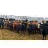 Image 5 : Tee Two Land & Cattle Co. - 630# Steers - 170 Head (Kelliher, SK)