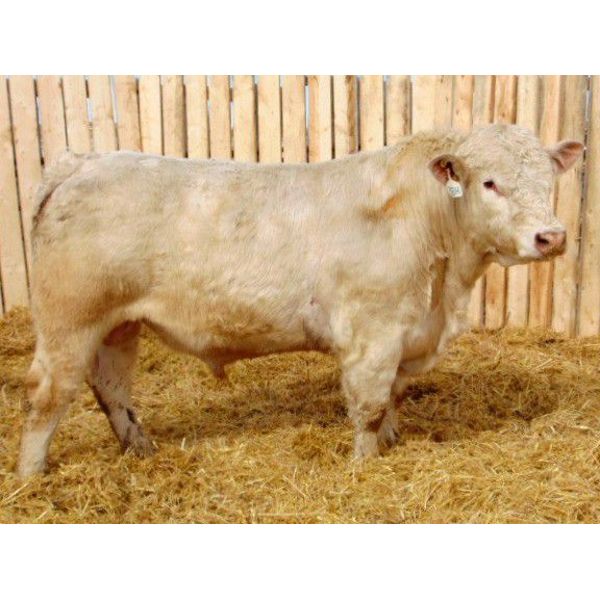 2 Year-Old Charolais Bull - JGL Lady 38H