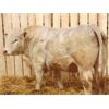 Image 2 : 2 Year-Old Charolais Bull - JGL Lady 38H
