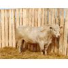Image 3 : 2 Year-Old Charolais Bull - JGL Lady 38H