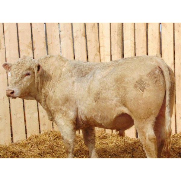 2 Year-Old Charolais Bull - JGL Duke 43H