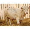 Image 2 : 2 Year-Old Charolais Bull - JGL Duke 43H