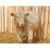Image 3 : 2 Year-Old Charolais Bull - JGL Duke 43H