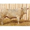 Image 4 : 2 Year-Old Charolais Bull - JGL Duke 43H