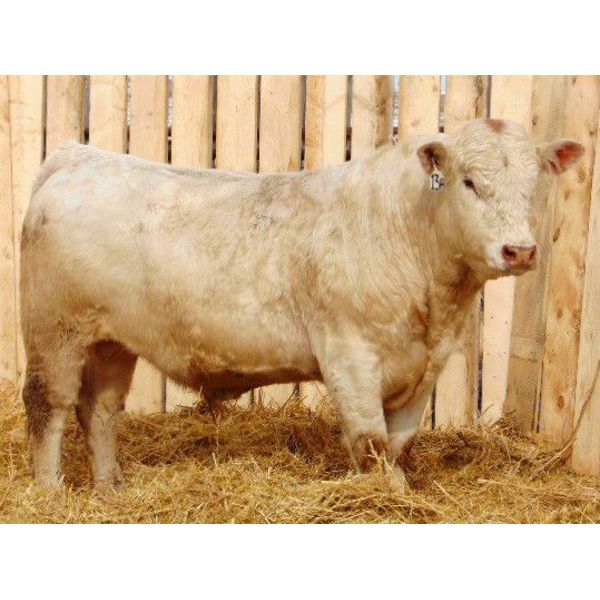 2 Year-Old Charolais Bull - JGL Sir Duke 13H