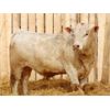 Image 2 : 2 Year-Old Charolais Bull - JGL Sir Duke 13H