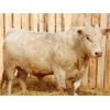 Image 3 : 2 Year-Old Charolais Bull - JGL Sir Duke 13H