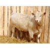 Image 4 : 2 Year-Old Charolais Bull - JGL Sir Duke 13H