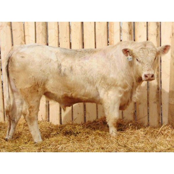 2 Year-Old Charolais Bull - JGL Sir Duke 15H