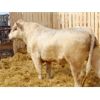 Image 2 : 2 Year-Old Charolais Bull - JGL Sir Duke 15H
