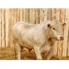 Image 3 : 2 Year-Old Charolais Bull - JGL Sir Duke 15H