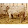 Image 1 : 2 Year-Old Charolais Bull - JGL Sir Duke 23H