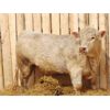 Image 2 : 2 Year-Old Charolais Bull - JGL Sir Duke 23H