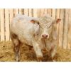 Image 3 : 2 Year-Old Charolais Bull - JGL Sir Duke 23H