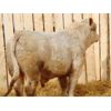 Image 4 : 2 Year-Old Charolais Bull - JGL Sir Duke 23H