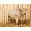 Image 5 : 2 Year-Old Charolais Bull - JGL Sir Duke 23H