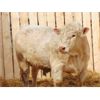 Image 6 : 2 Year-Old Charolais Bull - JGL Sir Duke 23H