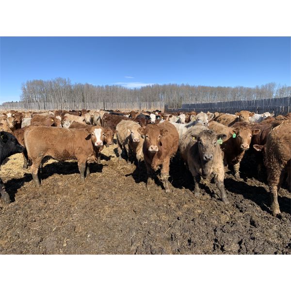 Rice Farms - 920# Steers - 134 Head (Lacombe, AB)