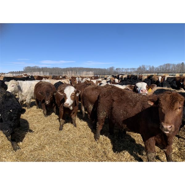 Rice Farms - 920# Steers - 67 Head (Lacombe, AB)