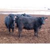 Image 3 : D&N Livestock - 1000# Heifers - 120 Head (Peebles, SK)