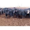 Image 4 : D&N Livestock - 1000# Heifers - 120 Head (Peebles, SK)