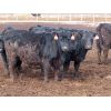 Image 6 : D&N Livestock - 1000# Heifers - 120 Head (Peebles, SK)