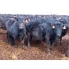 Image 7 : D&N Livestock - 1000# Heifers - 120 Head (Peebles, SK)
