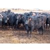 Image 8 : D&N Livestock - 1000# Heifers - 120 Head (Peebles, SK)
