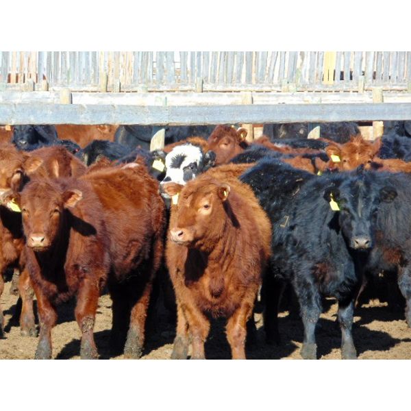 Ryan Culligan - 1040# Heifers - 120 Head (Duchess, AB)