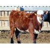 Image 3 : Ryan Culligan - 1040# Heifers - 120 Head (Duchess, AB)