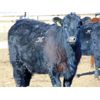 Image 6 : Ryan Culligan - 1040# Heifers - 120 Head (Duchess, AB)