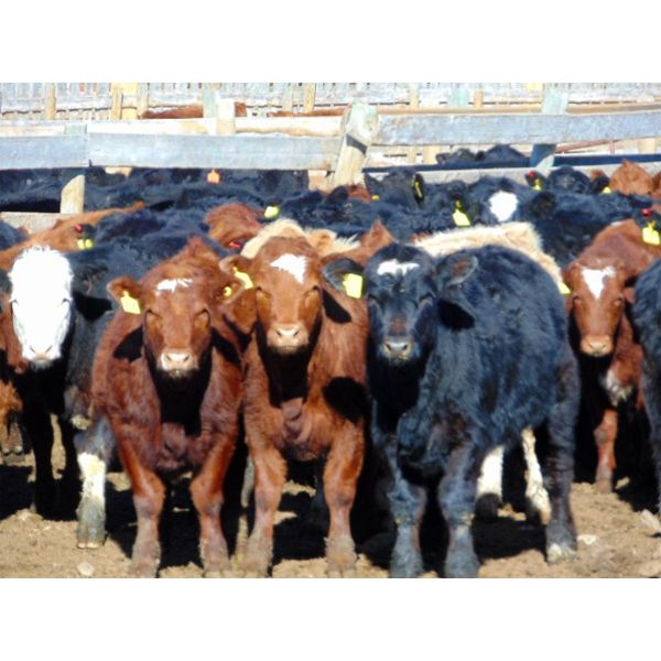 Ryan Culligan - 950# Heifers - 67 Head (Duchess, AB)