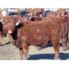 Image 3 : Ryan Culligan - 950# Heifers - 67 Head (Duchess, AB)