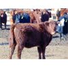 Image 5 : Ryan Culligan - 950# Heifers - 67 Head (Duchess, AB)