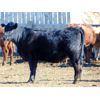 Image 6 : Ryan Culligan - 950# Heifers - 67 Head (Duchess, AB)