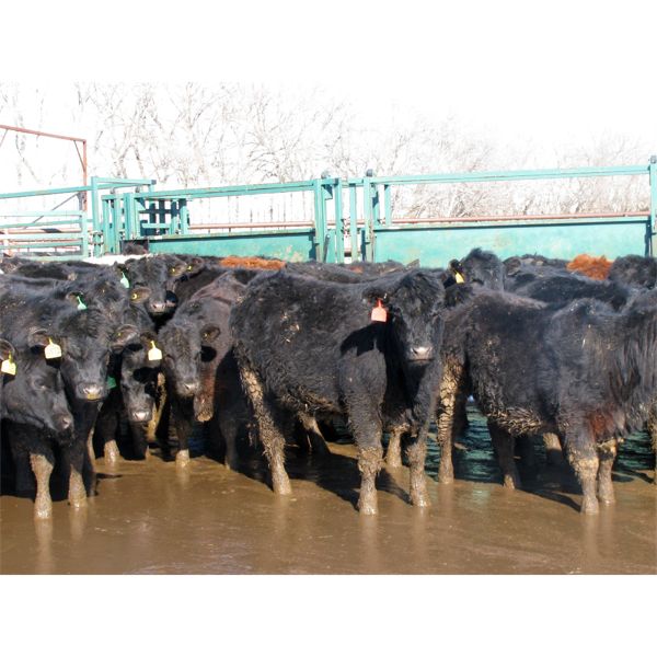 Wade Fewings - 800# Heifers - 75 Head (Pierson, MB)