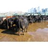 Image 5 : Wade Fewings - 800# Heifers - 75 Head (Pierson, MB)