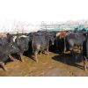 Image 6 : Wade Fewings - 800# Heifers - 75 Head (Pierson, MB)
