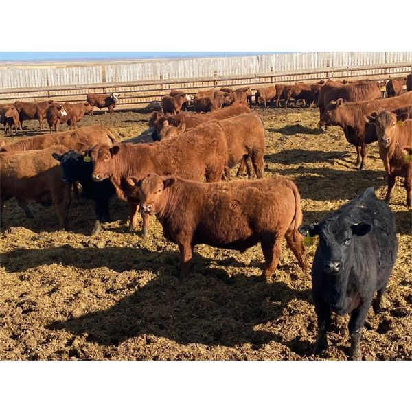 Elkwater Farming Co. - 780# Steers - 180 Head (Elkwater, AB)