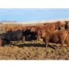Image 3 : Elkwater Farming Co. - 780# Steers - 180 Head (Elkwater, AB)
