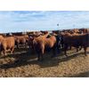 Image 6 : Elkwater Farming Co. - 780# Steers - 180 Head (Elkwater, AB)
