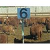 Image 7 : Elkwater Farming Co. - 780# Steers - 180 Head (Elkwater, AB)